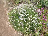 Dianthus Hungaricus (fam. Caryophyllacees) (01) (Photo F. Mrugala)
